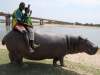 CAMEROON-ANIMALS-HIPPOPOTAMUS